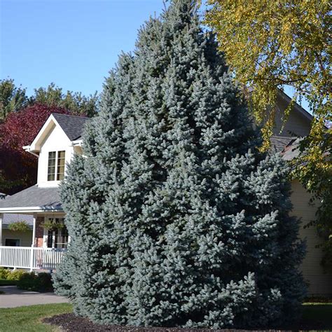 Colorado Blue Spruce Trees for Sale at Arbor Day's Online Tree Nursery ...