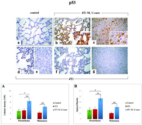 P53 Immunostaining Reaction In Healthy Control A 4T1 M U Care B C