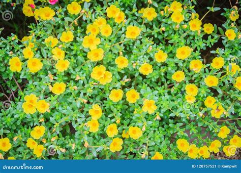 Beautiful Yellow Portulaca Oleracea Flowers Also Known As Common