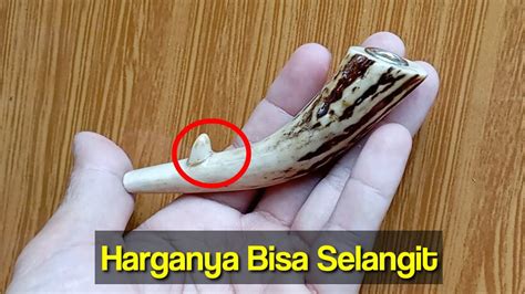 Cara Membuat Pipa Rokok Dari Tanduk Rusa Asli Santricraft YouTube