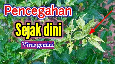 Mengenali Gejala Awal Penyakit Bulai Virus Gemini Pada Tanaman Cabai Youtube