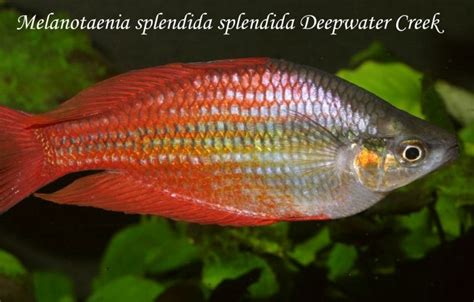 Melanotaenia Splendida Splendida Deep Water CreekМеланотения сплендита