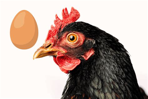 Barnevelder Chicken Eggs: Guide and FAQ - Farmpertise