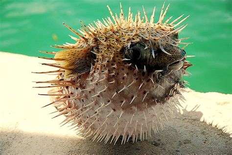 Top 10 Facts About Pufferfish! | Always Learning!