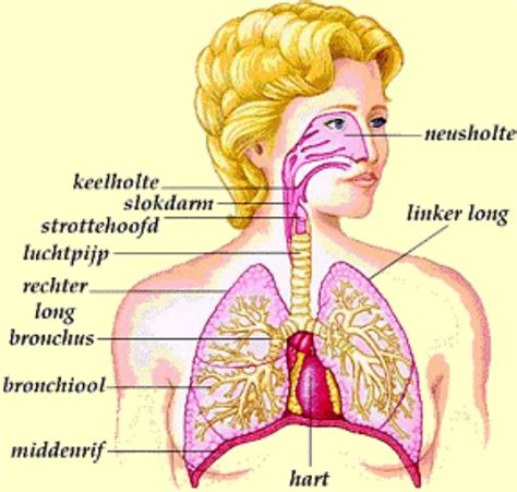 Ademhalingssysteem Familie Neuts
