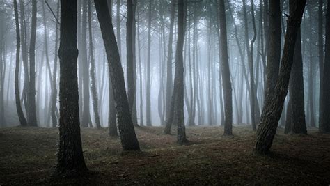 El Bosque | Images :: Behance