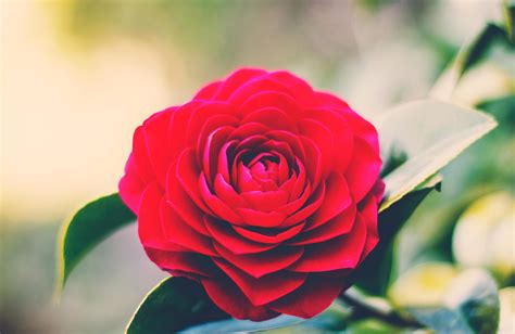 Imagen Gratis Rosa Flor Rojo Naturaleza Jardín