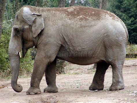 Indian Elephant stock photo. Image of african, threatened - 203044