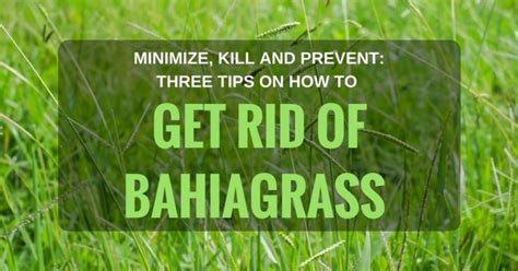 Minimize Kill And Prevent Three Tips On How To Get Rid Of Bahiagrass