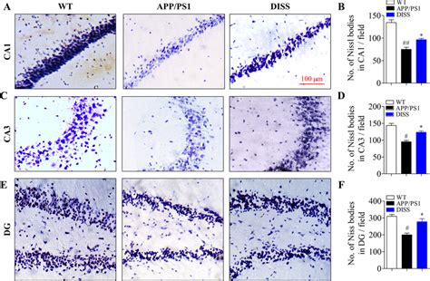 DISS Rescued Hippocampal Neurons Damages In APP PS1 Mice Nissl