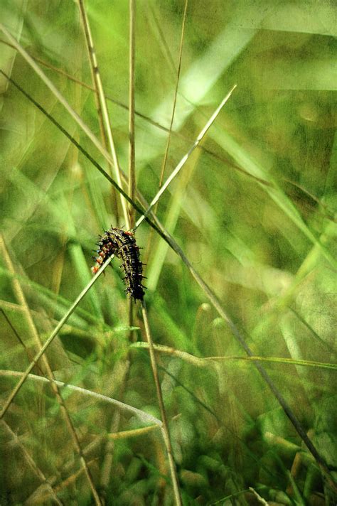 Vanessa atalanta Red Admiral Butterfly Larvae Photograph by Rebecca ...