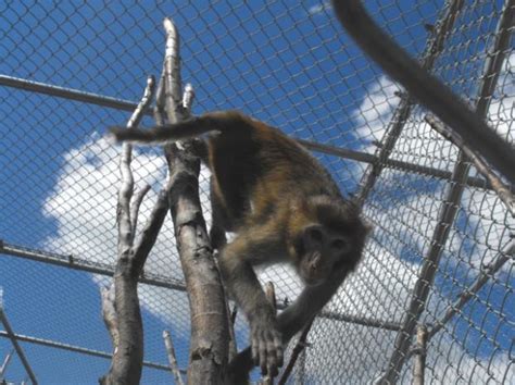 Environmental Enrichment Opr Coastal Primate Sanctuary