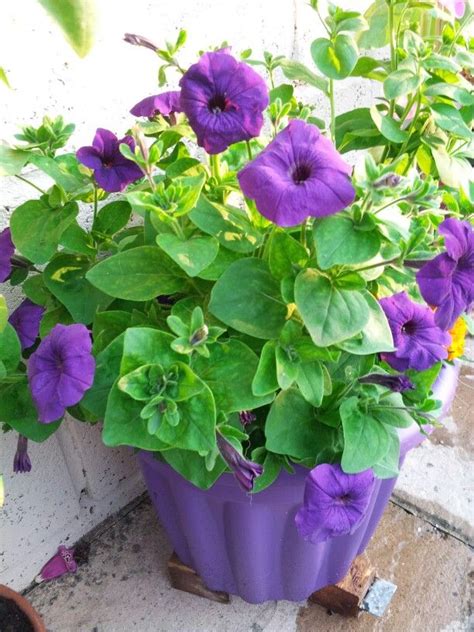 Purple petunias | Purple petunias, Petunias, Plants