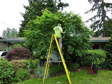 Why Do Trees Needs Proper Pruning? - Arbor Magic