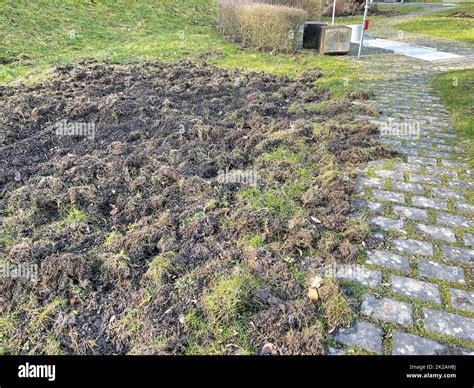 Wild boar tracks Stock Photo - Alamy