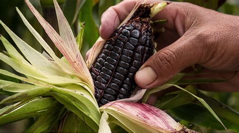 Maíz morado el más poderoso antioxidante es peruano