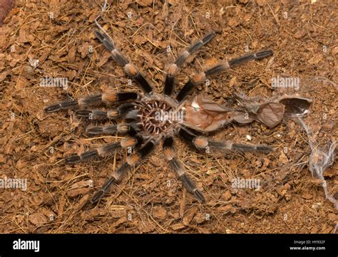 Mexican Redknee Tarantula Shedding Its Skin Brachypelma Smithi Stock