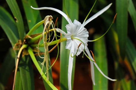 The White Lily Which Has The Scientific Name Hymenocallis Speciosa Is