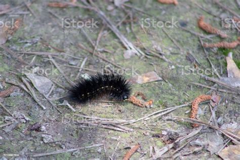 Black Woolly Bear Caterpillar Stock Photo - Download Image Now - Animals In The Wild, Black ...