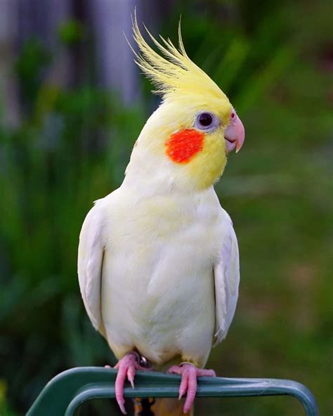 19 Cockatiel Color Mutations & Varieties