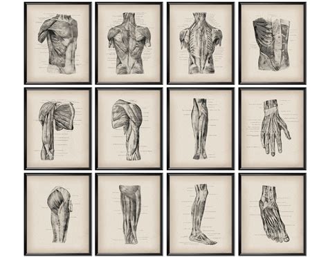 Large Anatomy Posters