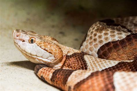 Baby Copperheads How To Identify Them And Get Rid Of Them