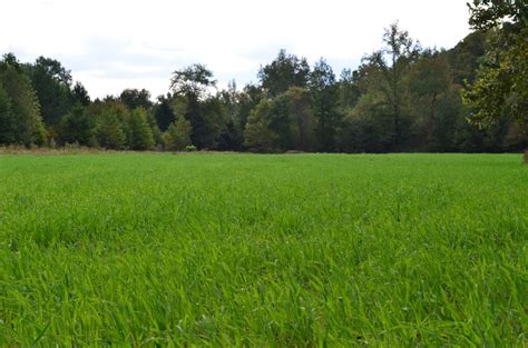 How Planting Rates Affect Food Plots Mossy Oak Gamekeeper