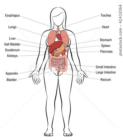 Female Body Diagram With Names - Organs Diagram diagram showing a front view of organs in ...