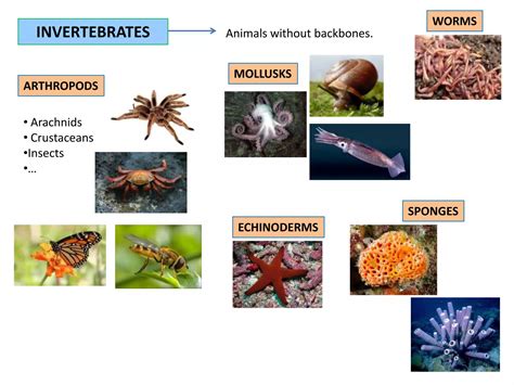 Animals classification | PPT