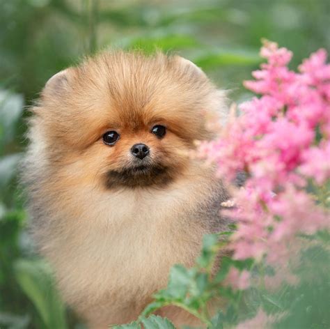 Купить померанского шпица в питомнике в Москве Voice Victory