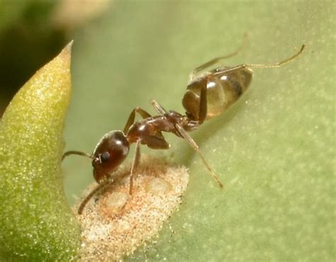 Another Argentine Ant Linepithema Humile Bugguidenet