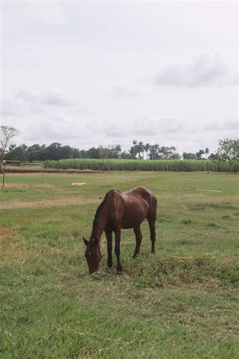 Brown Horse on Grass Field · Free Stock Photo