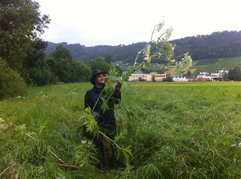 Projekt Naturschutzgebiet H Chstern Balger Natur Umwelt Und