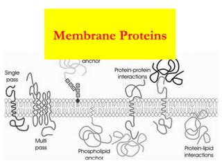 Membrane Proteins & its types | PPT