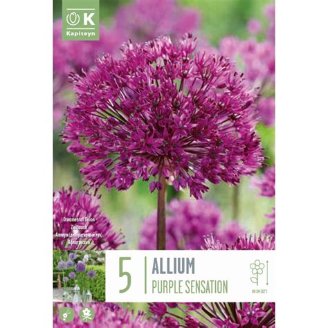 Kapiteyn Bulbs Allium Purple Sensation Bulb Pack Spring Flowering