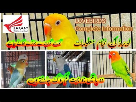 How To Start Lovebirds Business Lovebirds Information Lovebirds