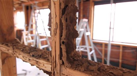 Example Of Termite Damage Youtube