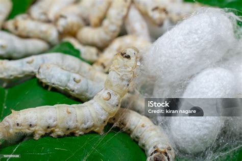 Silkworm Mulberry Bombyx Mori In The Process Of Producing Silk During