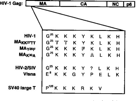 Figure 1 From The Nuclear Localization Signal Of The Matrix Protein Of