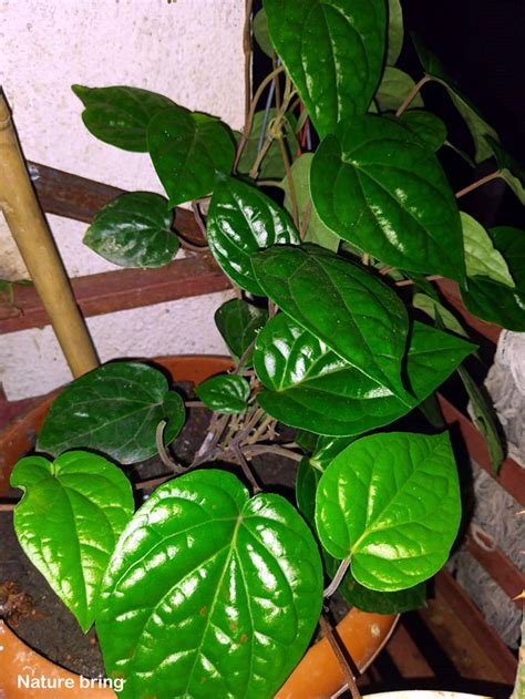 How To Grow Betel Leaf Plant Growing Betel Leaf Paan Naturebring