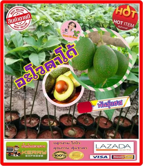 Sale ต้นอะโวคาโด้ เสียบยอด Avocado Hass พันธุ์แฮส ต้นสวยแข็งแรง เป็นผลไม้ที่มีประโยชน์