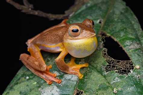 Red Webbed Treefrog Rhacophorus Rhodopus