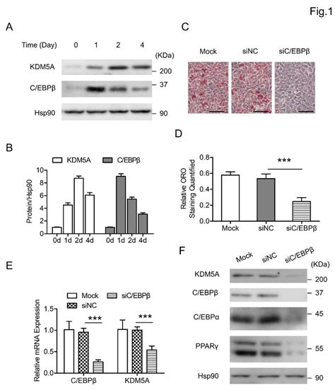 KDM5A is induced during 3T3 L1 preadipocyte differentiation and C EBPβ