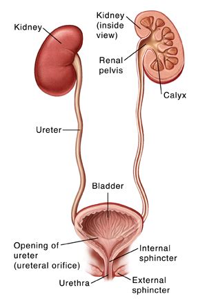 Anatomy of the Pediatric Urinary Tract | Saint Luke's Health System