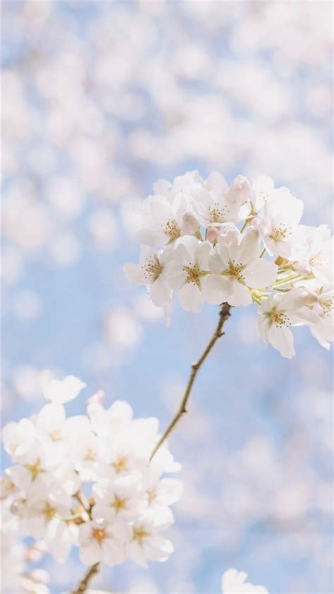 white petaled flower iPhone Wallpapers Free Download