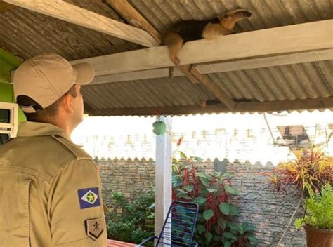 Nortão Bombeiros resgatam Tamanduá mirim que entrou em área de