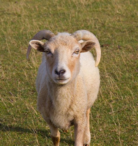 Portland Sheep Rare Breed From Isle Of Portland Photograph By Charlesy