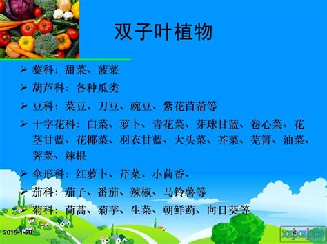 蔬菜分类与识别word文档在线阅读与下载免费文档