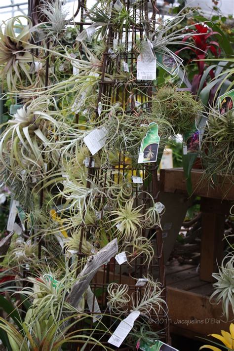 Tillandsia Creative Ideas And Tips For Growing Air Plants