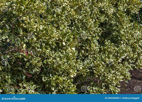 Griselinia Littoralis Aka Kapuka New Zealand Broadleaf Or Papauma